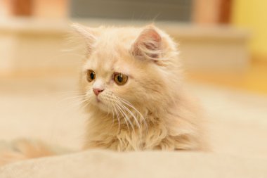 kabarık Farsça kedi