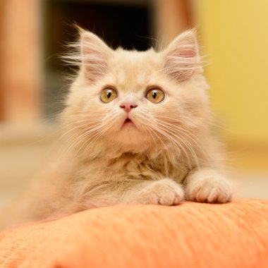 kabarık Farsça kedi