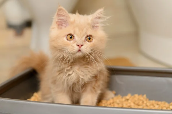 Flauschiges persisches Kätzchen — Stockfoto