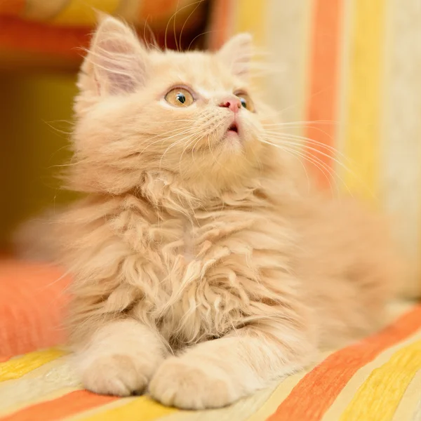 Pluizig persian kitten — Stockfoto