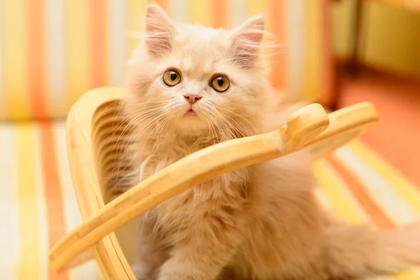 Gatito en cesta — Foto de Stock