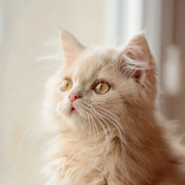 Pequeno gatinho persa — Fotografia de Stock