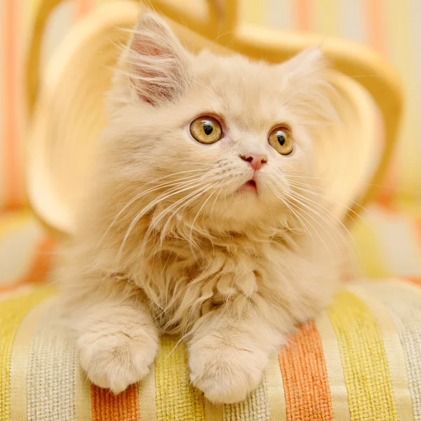 Bolyhos perzsa cica — Stock Fotó