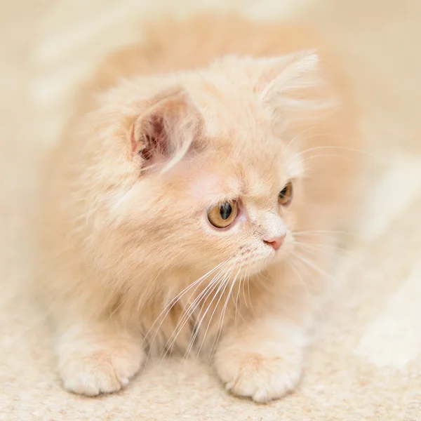 Pequeno gatinho persa — Fotografia de Stock