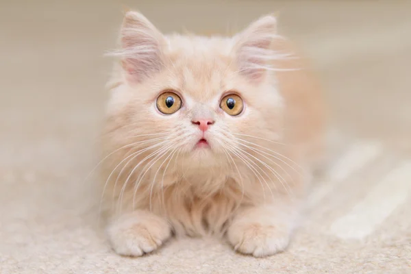 Piccolo gattino persiano — Foto Stock