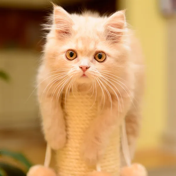 Пушистый персидский котенок — стоковое фото