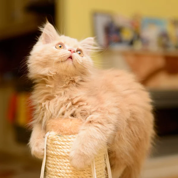 Flauschiges persisches Kätzchen — Stockfoto