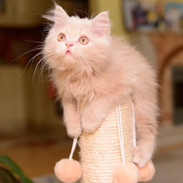 Fluffy Persian kitten — Stock Photo, Image