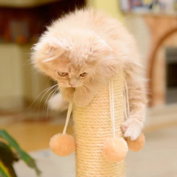 Nadýchané perské kotě — Stock fotografie