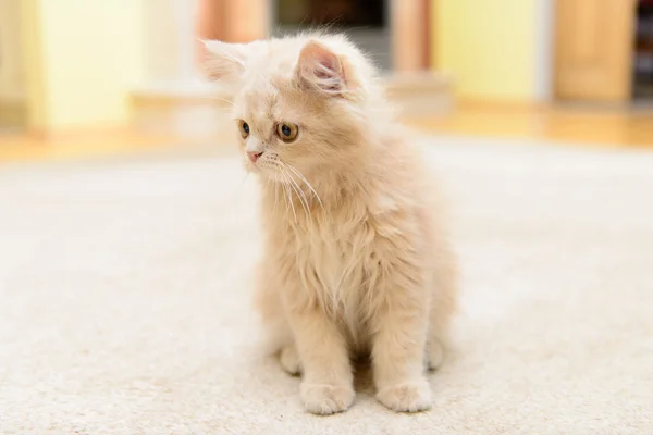 Weinig persian kitten — Stockfoto