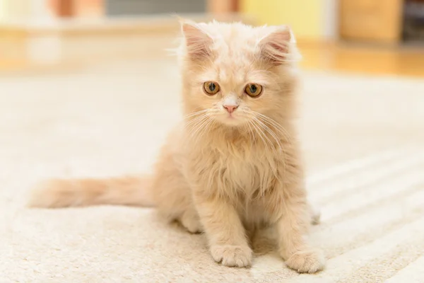 Kleines persisches Kätzchen — Stockfoto