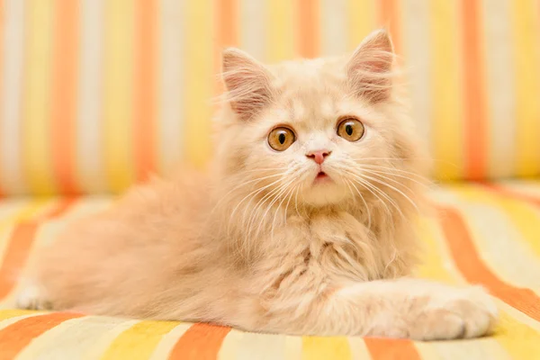 Flauschiges persisches Kätzchen — Stockfoto