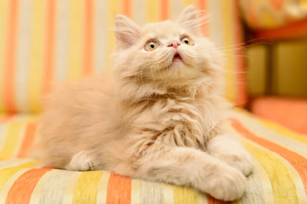 Pluizig persian kitten — Stockfoto