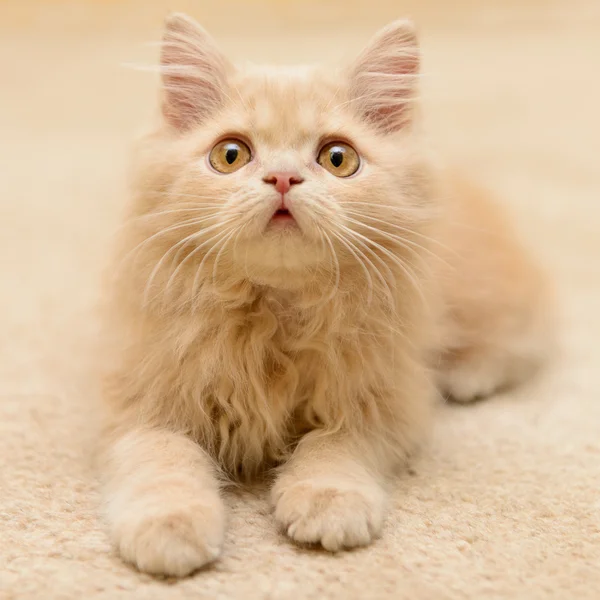 Pequeno gatinho persa — Fotografia de Stock