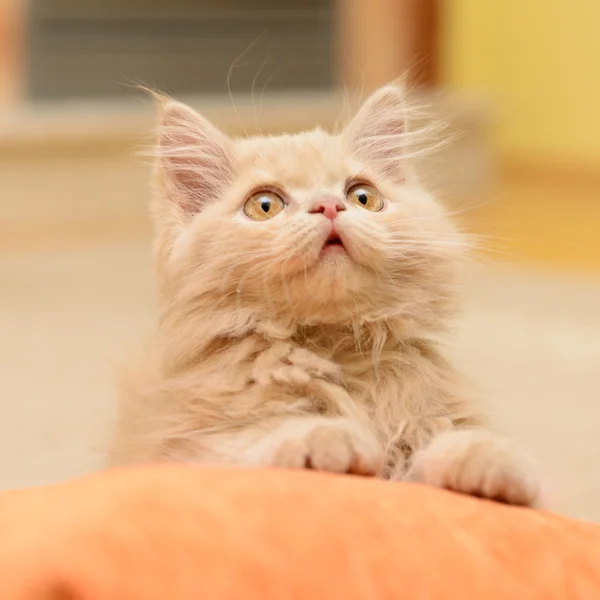 Flauschiges persisches Kätzchen — Stockfoto