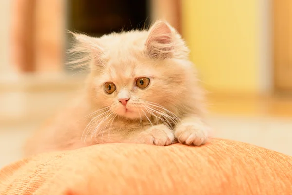Puszysty kotek Perski — Zdjęcie stockowe