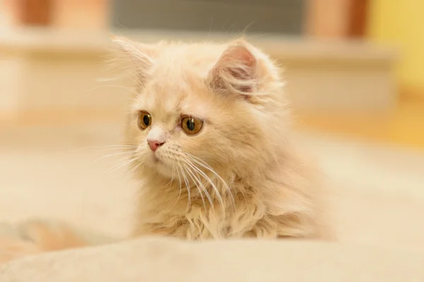 Pluizig persian kitten — Stockfoto