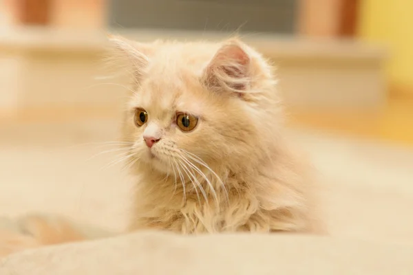 Fluffy Persian kitten — Stock Photo, Image