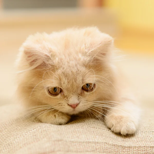 Fofo persa gatinho — Fotografia de Stock