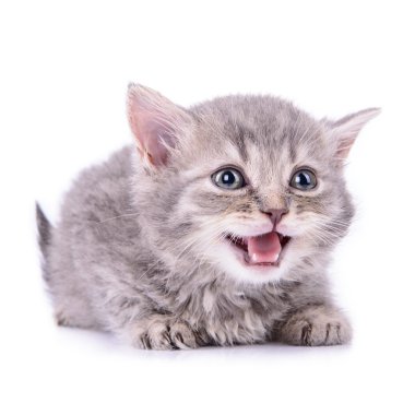 İskoç tabby yavru kedi