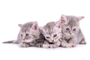 İskoç tabby yavru kedi