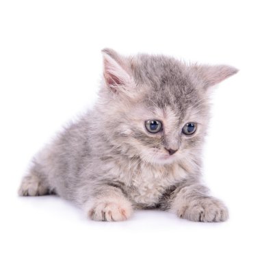 İskoç tabby yavru kedi