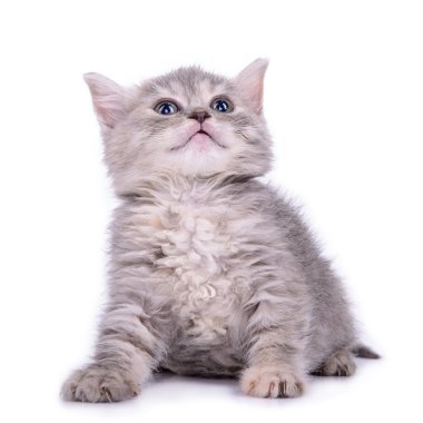 İskoç tabby yavru kedi