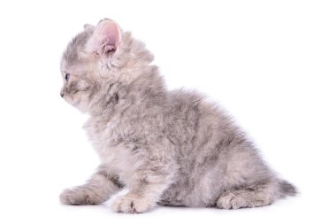 küçük tabby yavru kedi