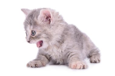 İskoç tabby yavru kedi