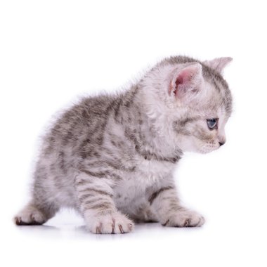İskoç tabby yavru kedi