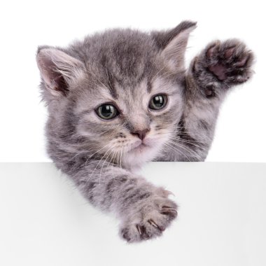 yavru kedi holding billboard