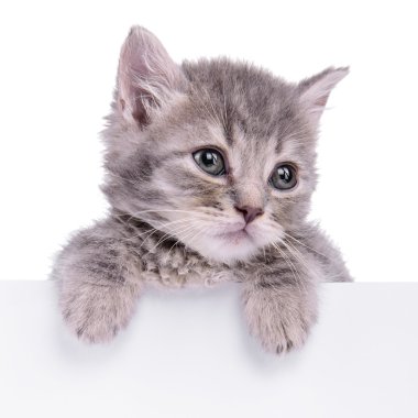 yavru kedi holding billboard
