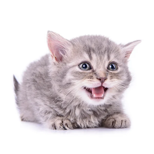 Schotse tabby kitten — Stockfoto
