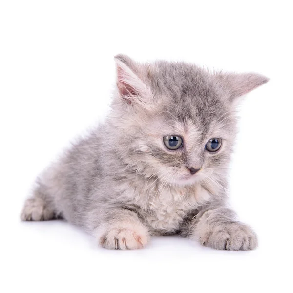 Scottish tabby kitten — Stock Photo, Image