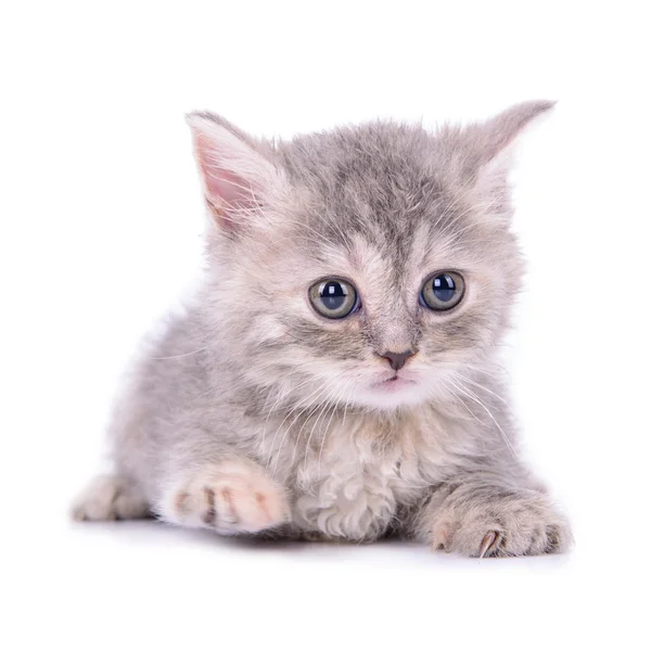 Scottish tabby kitten — Stock Photo, Image