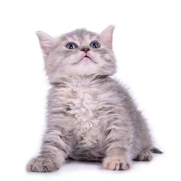 Skotský tříbarevné kotě — Stock fotografie