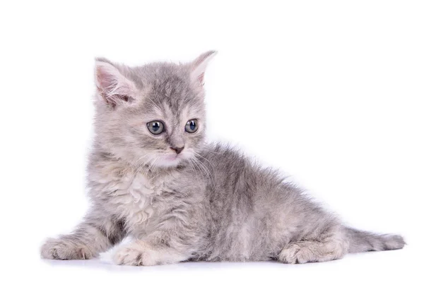 Scottish tabby kitten — Stock Photo, Image