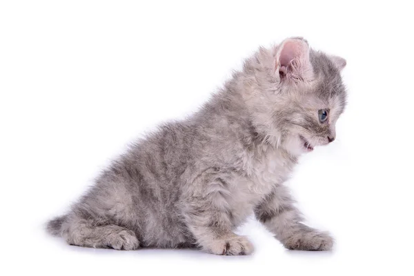Scottish tabby kitten — Stock Photo, Image