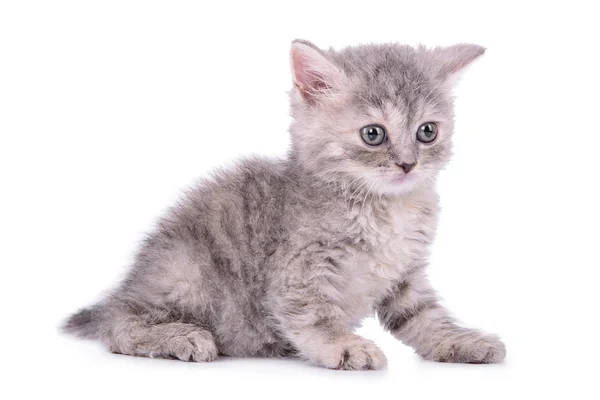 Schotse tabby kitten — Stockfoto