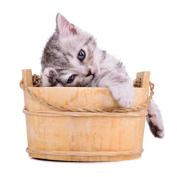 Scottish tabby kitten — Stock Photo, Image