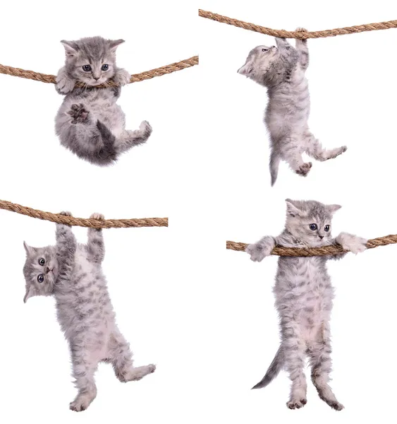 Kittens with rope — Stock Photo, Image