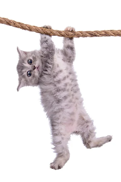 Kitten with rope — Stock Photo, Image