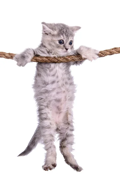 Kitten with rope — Stock Photo, Image