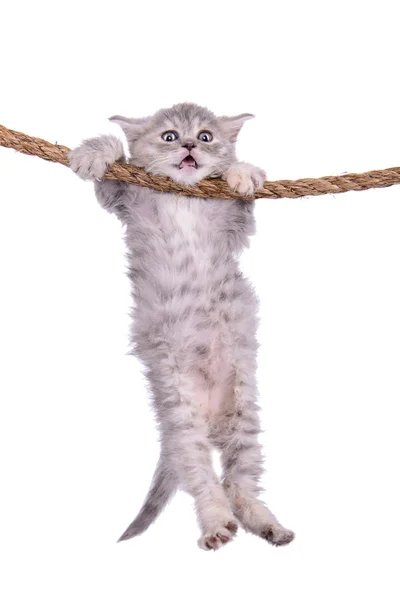 Kätzchen mit Seil — Stockfoto