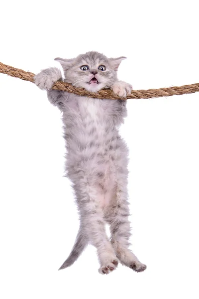 yavru kedi ipi ile