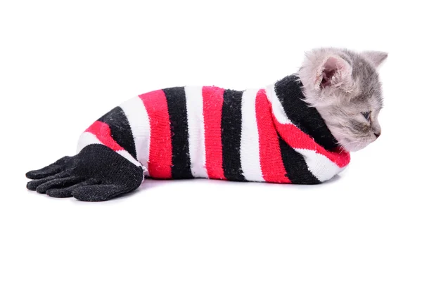 Kittens sitting inside a sock — Stock Photo, Image