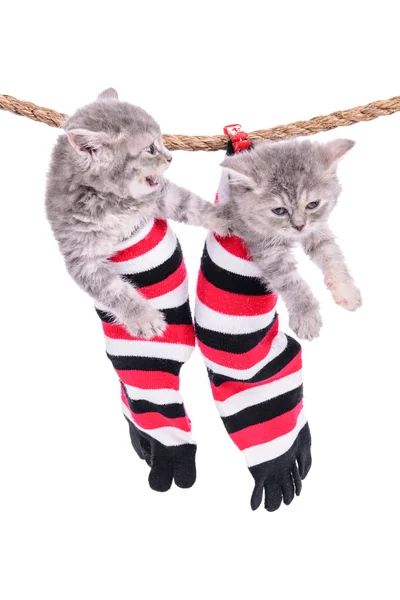 Kittens hanging washing line — Stock Photo, Image