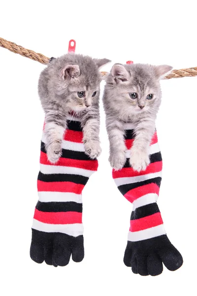 Kittens hanging washing line — Stock Photo, Image