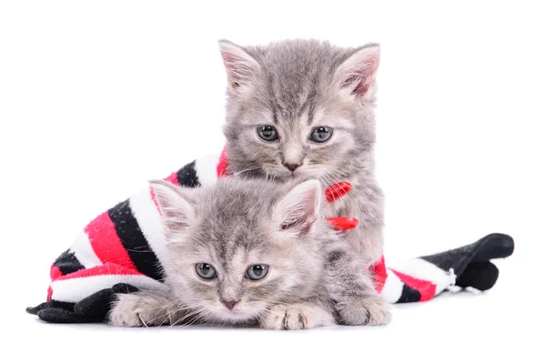 Gatinhos sentados dentro de uma meia — Fotografia de Stock