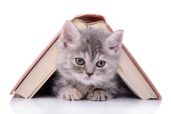 Kattunge med bok — Stockfoto